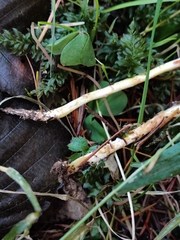 Stropharia semigloboides