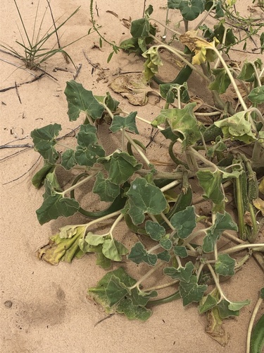 Sanddune unicorn-plant (Proboscidea sabulosa)