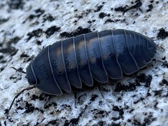 Venezillo stuckchensis