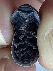 Venezillo stuckchensis