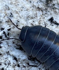 Venezillo stuckchensis