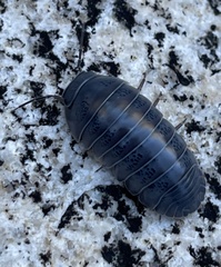 Venezillo stuckchensis