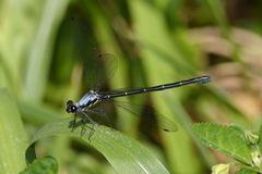 Austroargiolestes elke