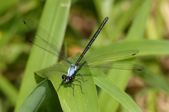 Austroargiolestes elke