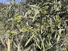 Alectryon oleifolius