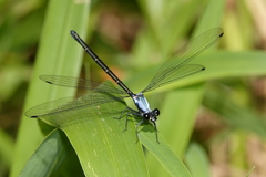 Austroargiolestes elke