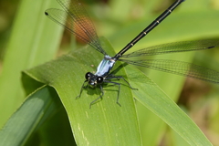 Austroargiolestes elke