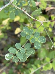 Mimosa distachya