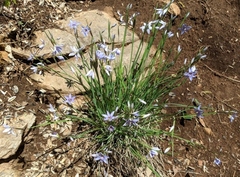 Sisyrinchium mucronatum