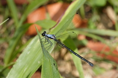 Austroargiolestes elke