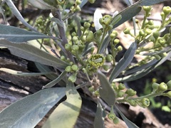 Alectryon oleifolius