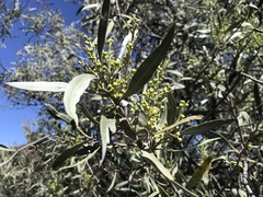 Alectryon oleifolius