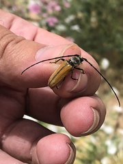 Crossidius suturalis suturalis