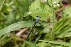 Austroargiolestes elke