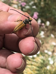 Crossidius suturalis suturalis