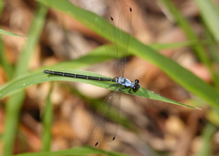 Austroargiolestes elke