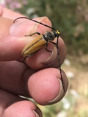 Crossidius suturalis suturalis