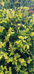 Wiborgiella
