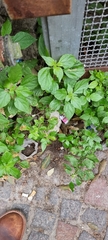 Parietaria