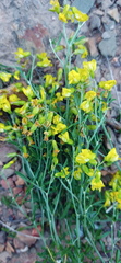 Wiborgiella