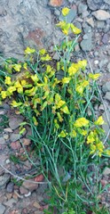 Wiborgiella