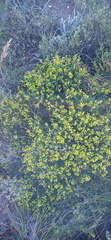 Wiborgiella