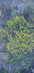 Wiborgiella