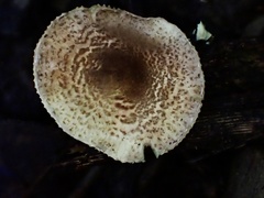 Lepiota xanthophylla