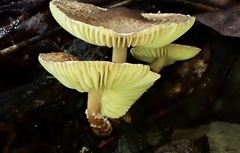 Lepiota xanthophylla