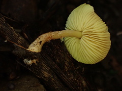 Lepiota xanthophylla