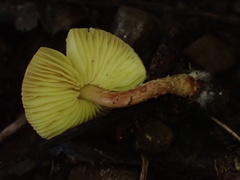 Lepiota xanthophylla