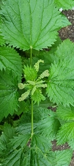 Urtica membranacea