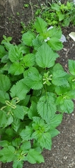 Urtica membranacea