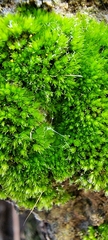 Ptychostomum capillare