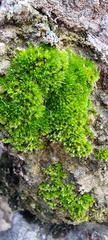 Ptychostomum capillare