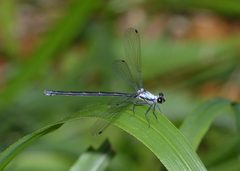 Austroargiolestes elke