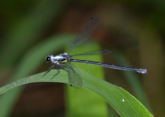 Austroargiolestes elke