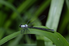 Austroargiolestes elke