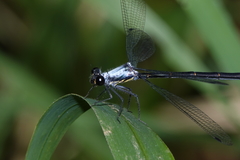 Austroargiolestes elke