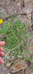 Sonchus tenerrimus