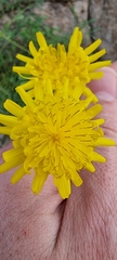 Sonchus tenerrimus