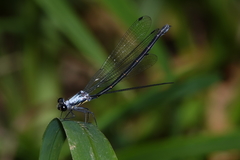 Austroargiolestes elke