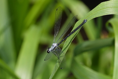 Austroargiolestes elke