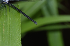 Austroargiolestes elke