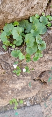 Cymbalaria muralis