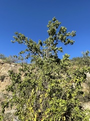 Nahuatlea arborescens