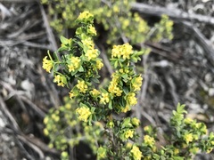 Pimelea serpyllifolia serpyllifolia