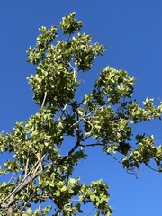 Nahuatlea arborescens
