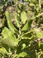Nahuatlea arborescens