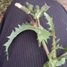 Prickly Sowthistle - Photo (c) Alexander Baransky, some rights reserved (CC BY-NC), uploaded by Alexander Baransky